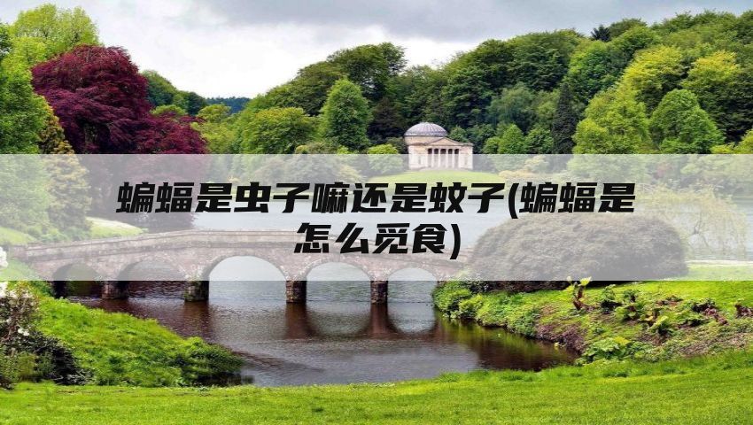 蝙蝠是虫子嘛还是蚊子(蝙蝠是怎么觅食)