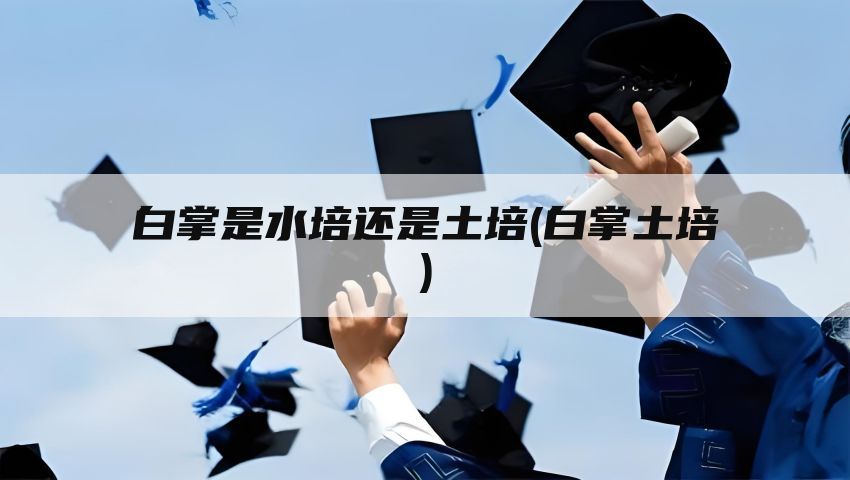 白掌是水培还是土培(白掌土培)