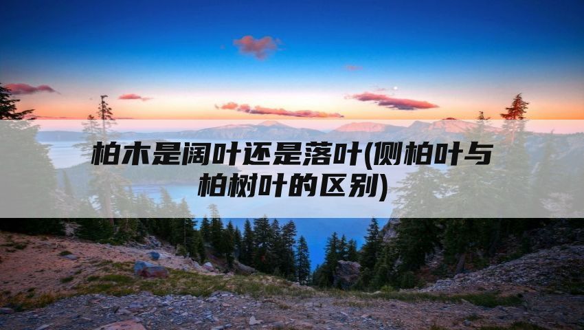 柏木是阔叶还是落叶(侧柏叶与柏树叶的区别)